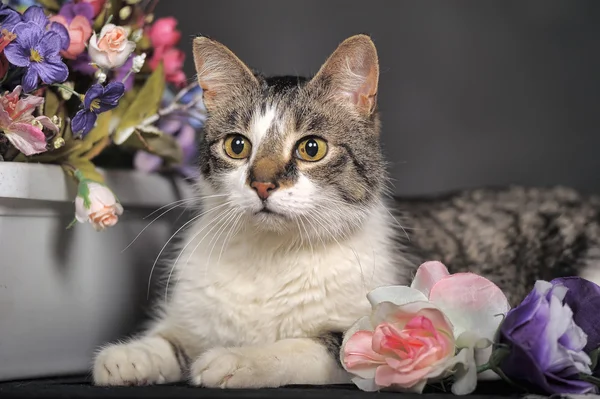 Cute cat and flowers in the studio — Stock Photo, Image