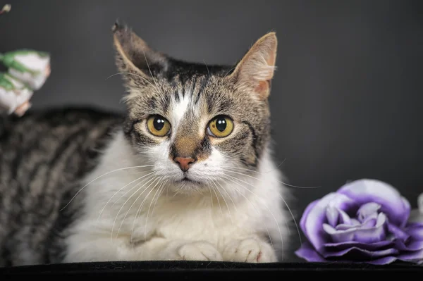 Lindo gato y flores en el estudio — Foto de Stock