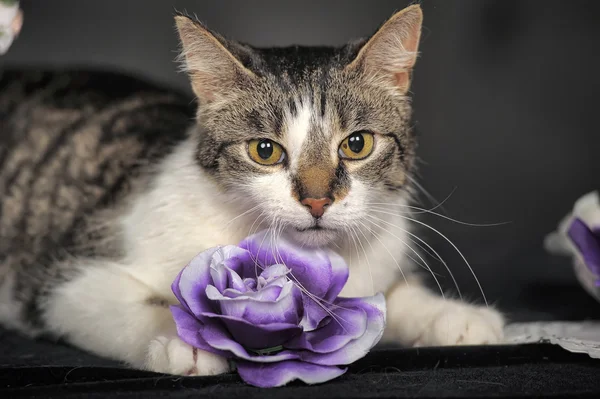 Carino gatto e fiori in studio — Foto Stock