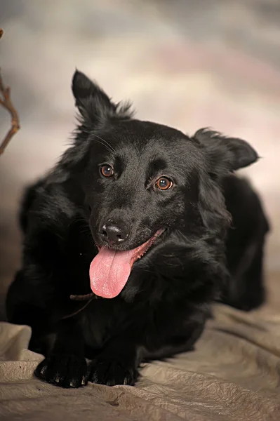 Zwarte pup op een achtergrond van de winter — Stockfoto