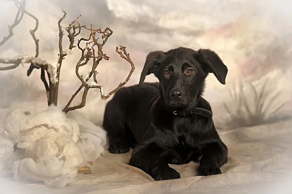 在冬天背景上的黑色小狗 — 图库照片