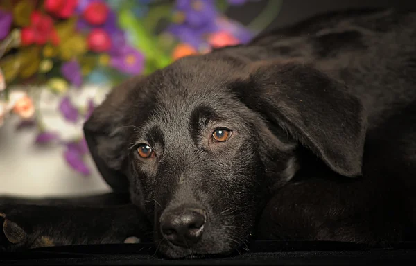 Triest zwarte hond — Stockfoto