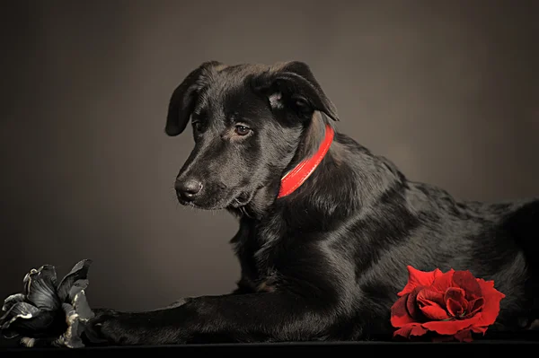 Triste perro negro — Foto de Stock