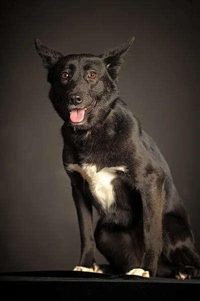 Sedí černý pes — Stock fotografie