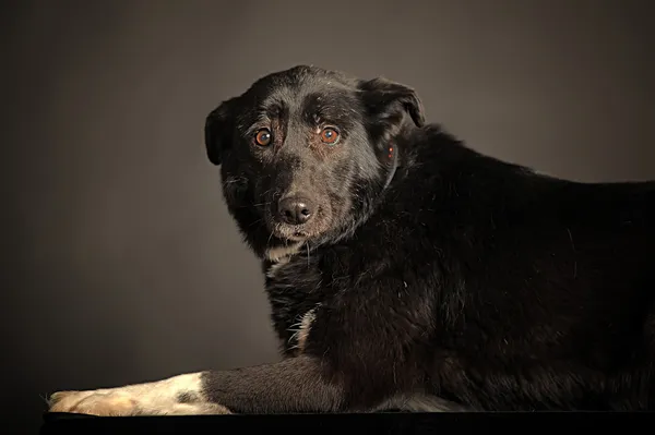 Liggande svart hund — Stockfoto
