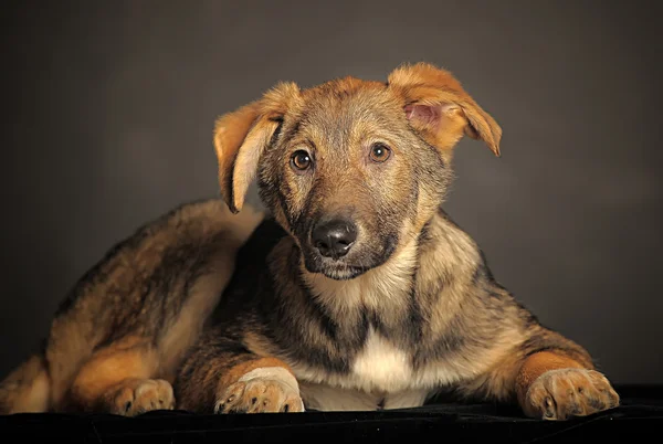 Cão castanho — Fotografia de Stock