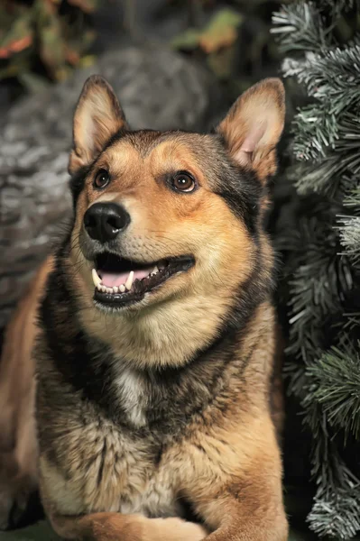 Cão castanho — Fotografia de Stock