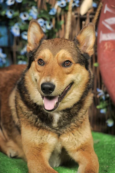 갈색 개 — 스톡 사진