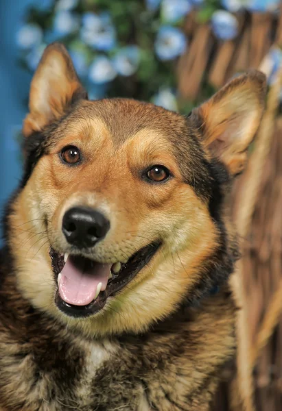 Cão castanho — Fotografia de Stock