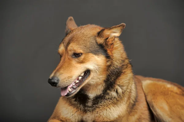 茶色の犬 — ストック写真