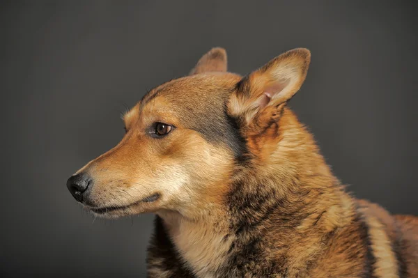 Kahverengi köpek — Stok fotoğraf