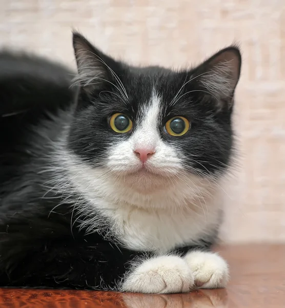 Gato preto e branco — Fotografia de Stock