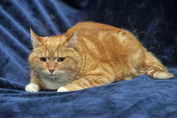 Gato assustado em um fundo azul — Fotografia de Stock