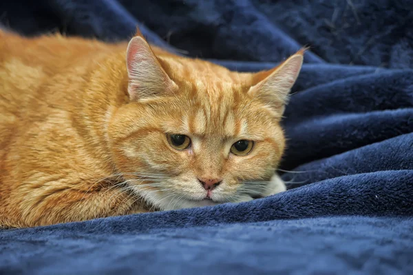 Gato assustado em um fundo azul — Fotografia de Stock