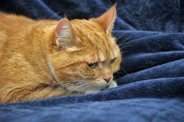 Oreilles Repliees Vers L Arriere Images Libres De Droit Photos De Oreilles Repliees Vers L Arriere Depositphotos