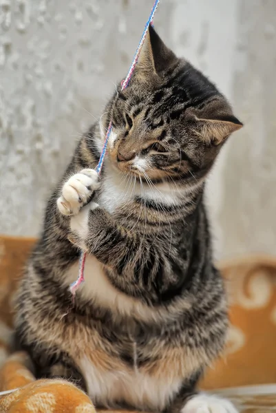 Gato listrado — Fotografia de Stock