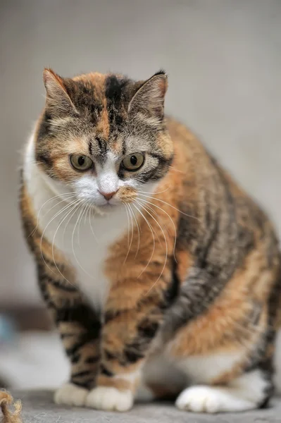 สปอตตี้แมว — ภาพถ่ายสต็อก