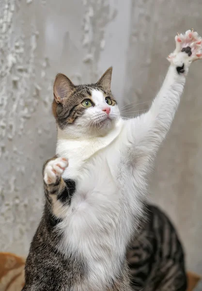 Gato manchado — Foto de Stock