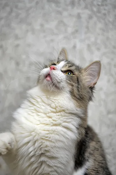 얼룩된 고양이 — 스톡 사진