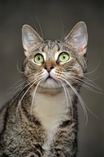 แมวลาย — ภาพถ่ายสต็อก