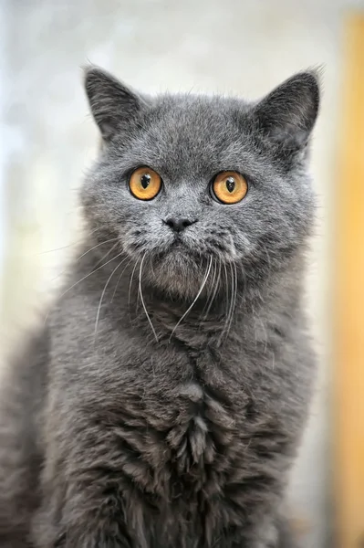 Gato gris — Foto de Stock