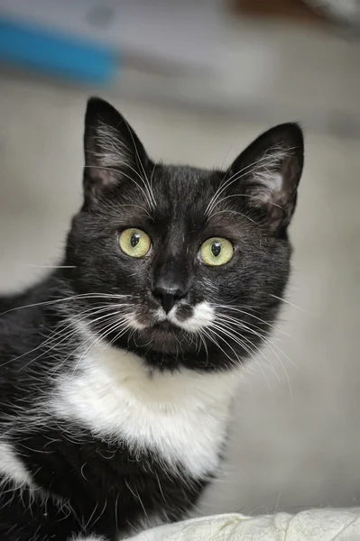 Gato branco e preto — Fotografia de Stock