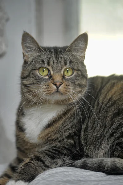 Striped cat — Stock Photo, Image