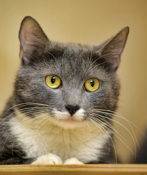 Gato gris — Foto de Stock