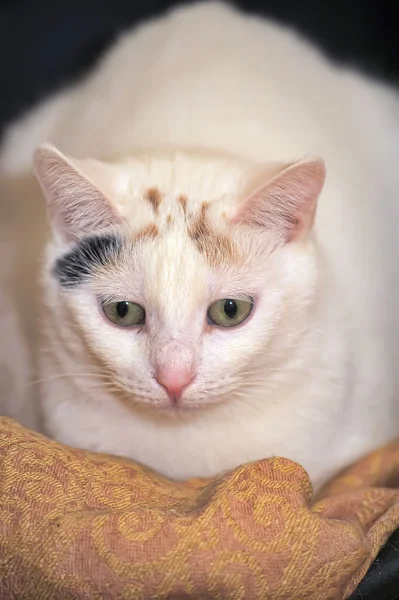 Білий кіт — стокове фото