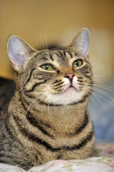 Striped cat — Stock Photo, Image