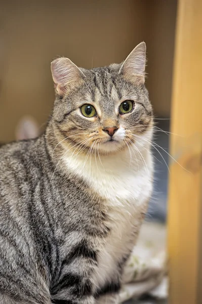 Sitting cat — Stock Photo, Image