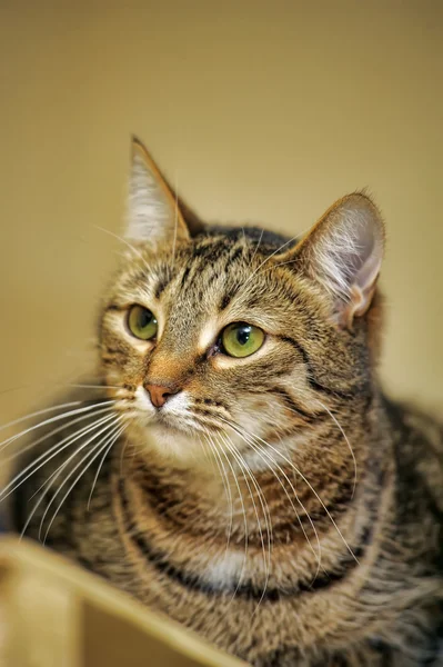 Striped cat — Stock Photo, Image