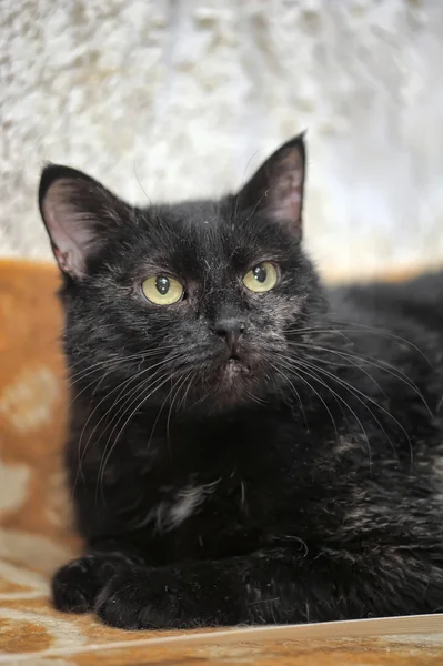 Gato negro — Foto de Stock