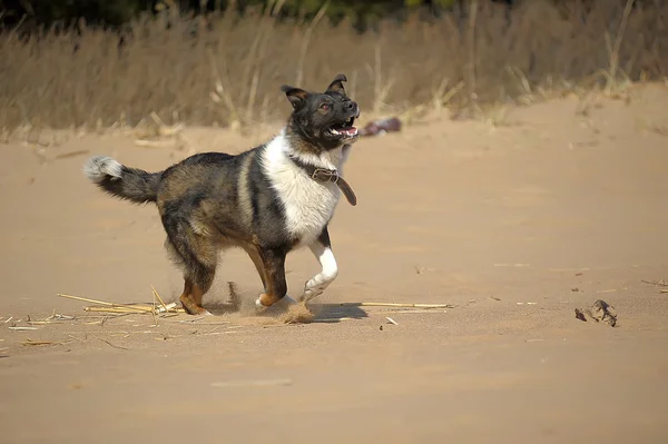 Chien sur la plage — Photo