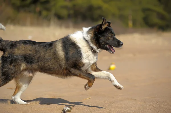 Perro en la playa —  Fotos de Stock