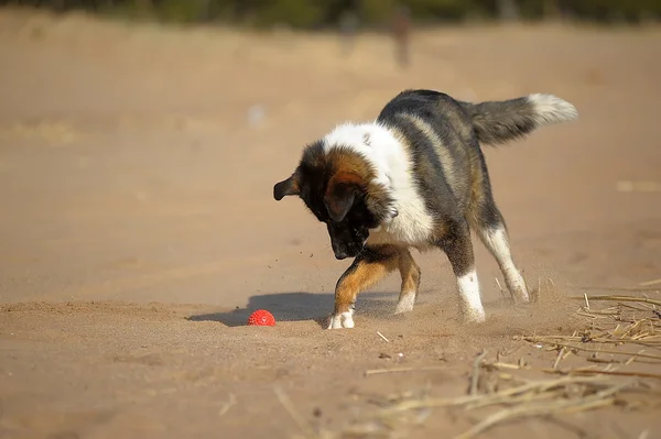 Dog on the beach — Stock Photo, Image