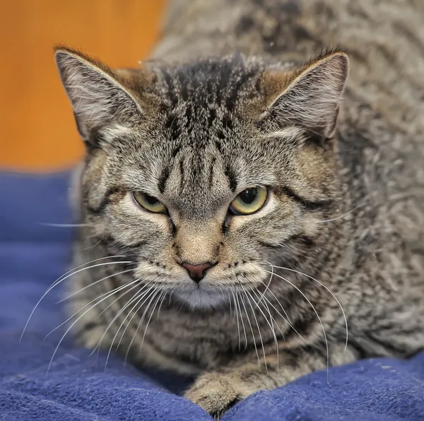 Angry Tabby Cat — Stock Photo, Image