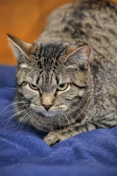 Gato de Tabby irritado — Fotografia de Stock