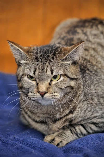 Gato de Tabby irritado — Fotografia de Stock