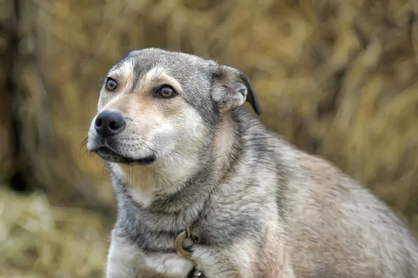 灰色のハスキー犬の雑種 — ストック写真