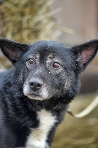 Mongrel dog on the background of hay — Stock Photo, Image