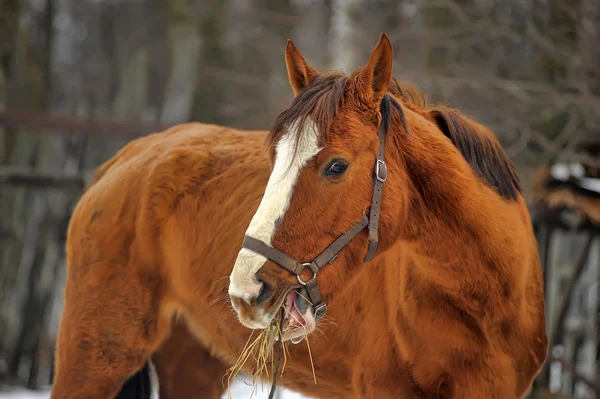 Une photo en gros plan d'un cheval brun . — Photo