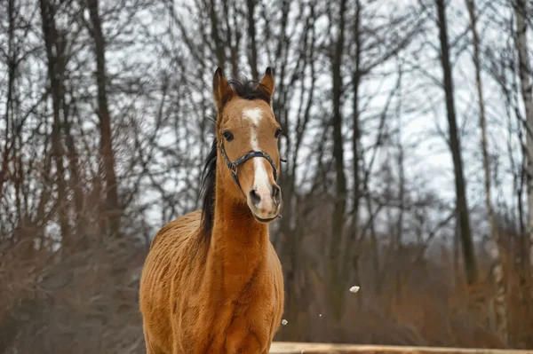Egy zár-megjelöl fénykép-ból egy barna ló. — Stock Fotó