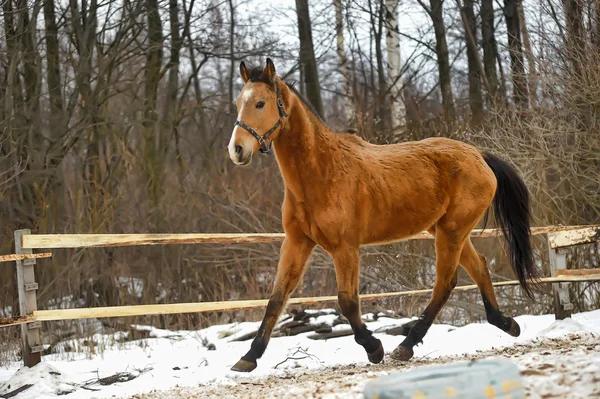 茶色の馬のクローズ アップ写真. — ストック写真