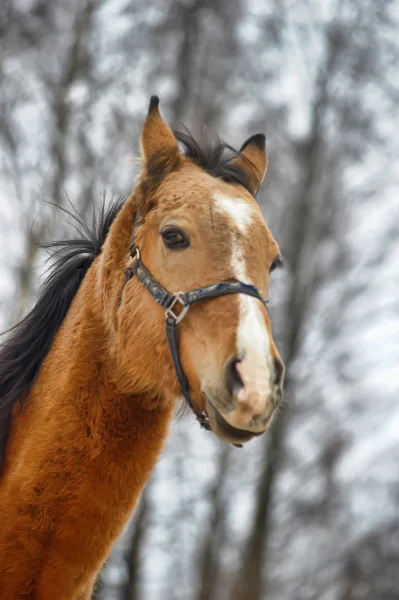 Una foto de cerca de un caballo marrón . — Foto de Stock