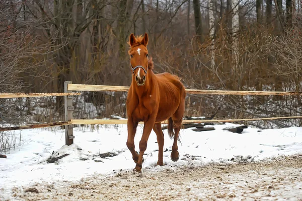 Une photo en gros plan d'un cheval brun . — Photo