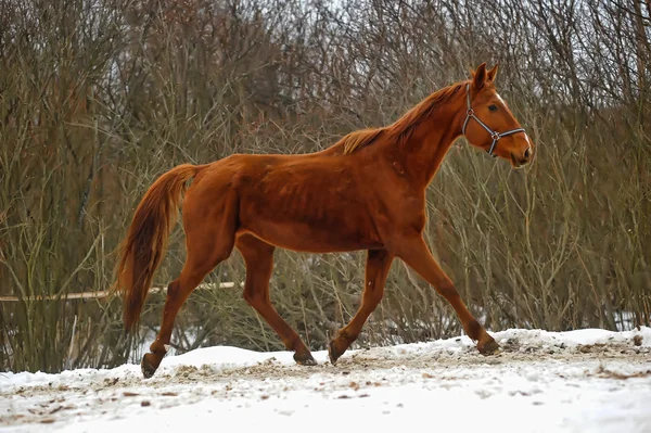 Крупный план коричневой лошади . — стоковое фото