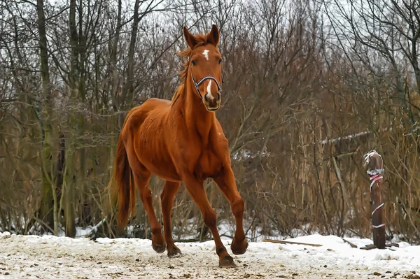 一匹棕色的马一个特写照片. — 图库照片