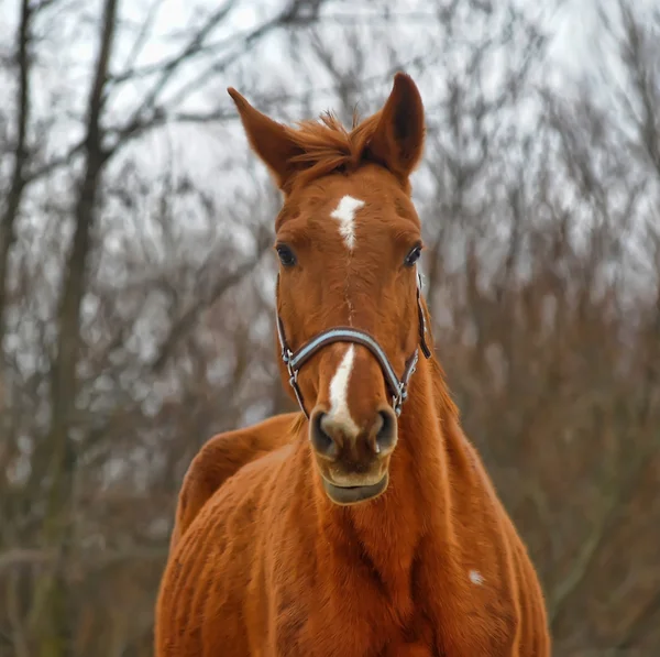 A close-up photo of a brown horse. — Stock Photo, Image