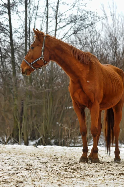 Een close-up foto van een bruine paard. — Stockfoto